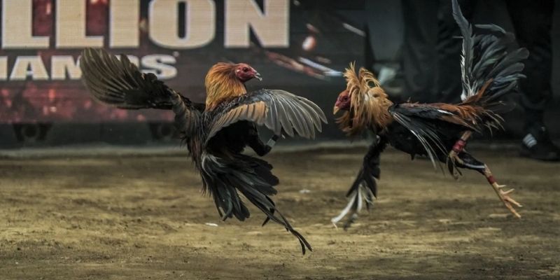 Cách chơi cá cược đá gà tại Thomo trực tuyến 